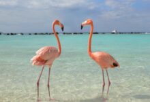 Photo of Футболка с принтом «розовый фламинго