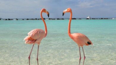 Photo of Футболка с принтом «розовый фламинго